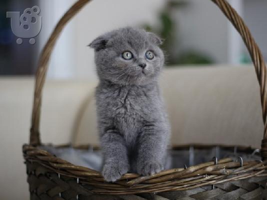 PoulaTo: Το εντυπωσιακό Scottish Fold Tica Kitten Ready